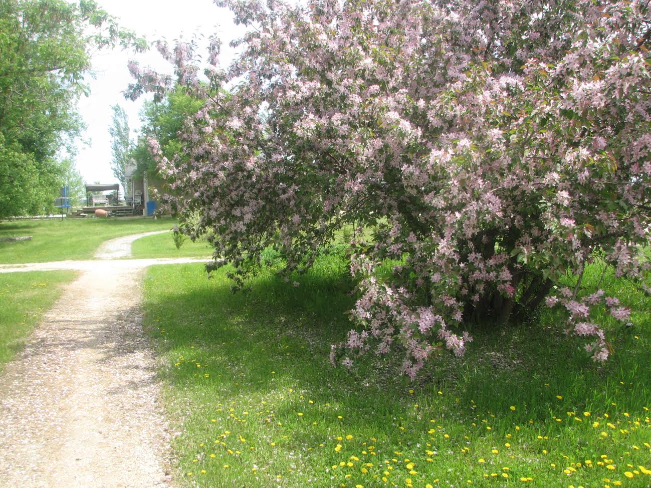 Country_Lane